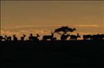 kenyan animals